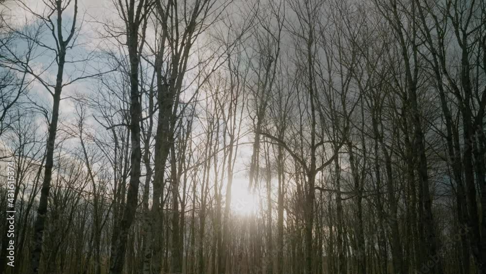 Winter Sunset Seen Through Leafless Maple Trees In Estrie, Canada Winter Sunset Seen Through Leafless Maple Trees In Estrie, Canada
