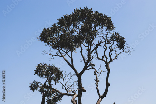 tree and sky photo