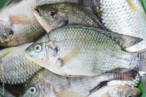 Tilapia fish freshwater for cooking food, Fresh raw tilapia fish from farm on market food