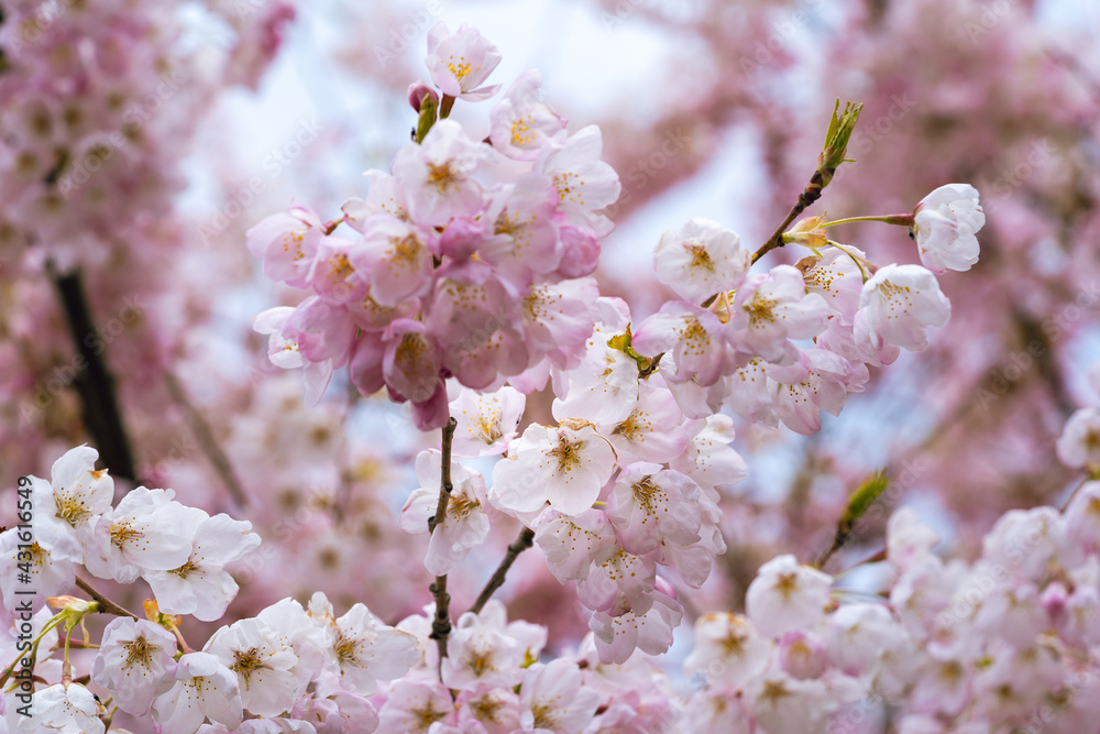 Delicate pink blossoms on a cherry tree Delicate pink blossoms on a cherry tree
