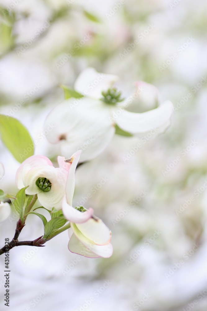 Obraz premium 白色のハナミズキの花