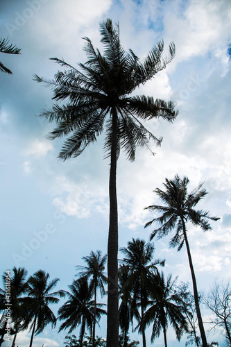 Coconut palm trees perspective view