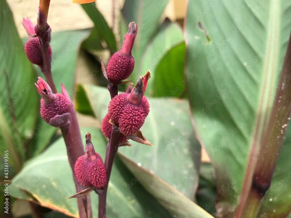 Precocious – flowering before the leaves emerge Precocious – flowering before the leaves emerge