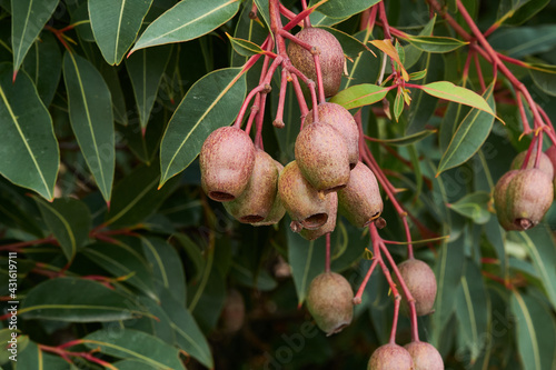 Gum Nuts come from Eucalyptus tree's and are native to Australia, and every state and territory has representative species. About three-quarters of Australian forests are eucalypt forests. Wildfire is photo