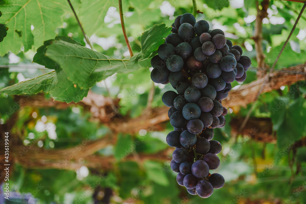 Ripe grapes hanging on a branch between green leaves Ripe grapes hanging on a branch between green leaves