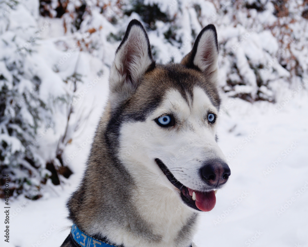 Husky mit blauen Augen im Schnee 