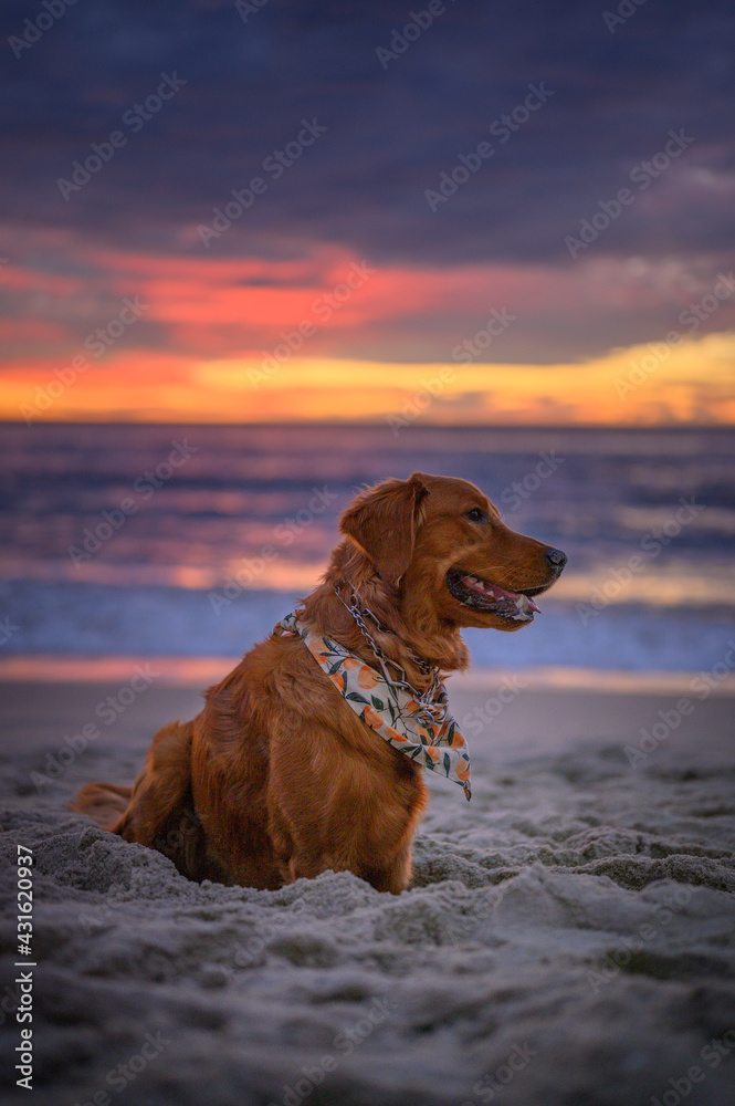dog on the beach at sunset dog on the beach at sunset