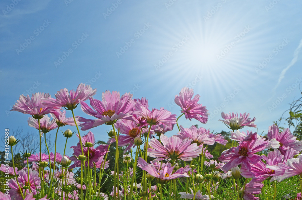 Beautiful pink cosmos flowers and sunlight