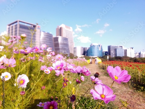 cosmos flowers in the city