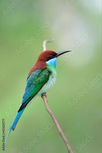 fascinated green wing, brown head, blue chin with sharp tail and bills calmly perching on thin branch over blur soft background