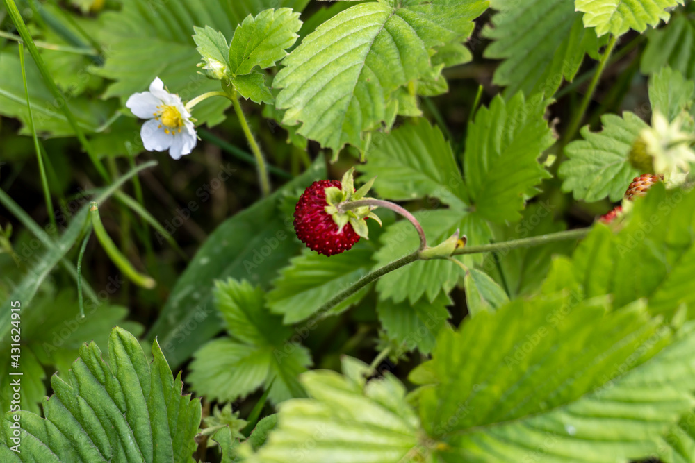 A bushes strawberries with berries in the summer in the field A bushes strawberries with berries in the summer in the field