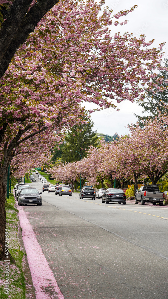 Cherry Blossom and pink borders of fallen petals along street and footpath 