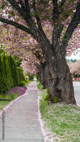 Fototapeta Naklejka Na Ścianę i Meble -  Cherry Blossom and pink borders of fallen petals along street and footpath 