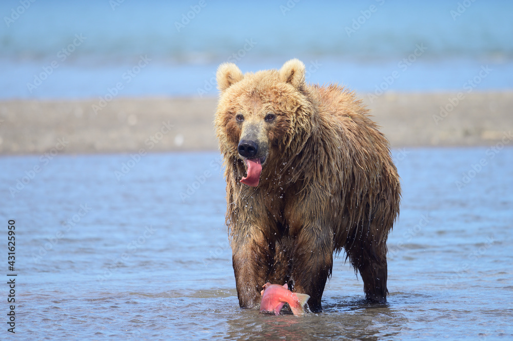 Ruling the landscape, brown bears of Kamchatka (Ursus arctos beringianus) Ruling the landscape, brown bears of Kamchatka (Ursus arctos beringianus)