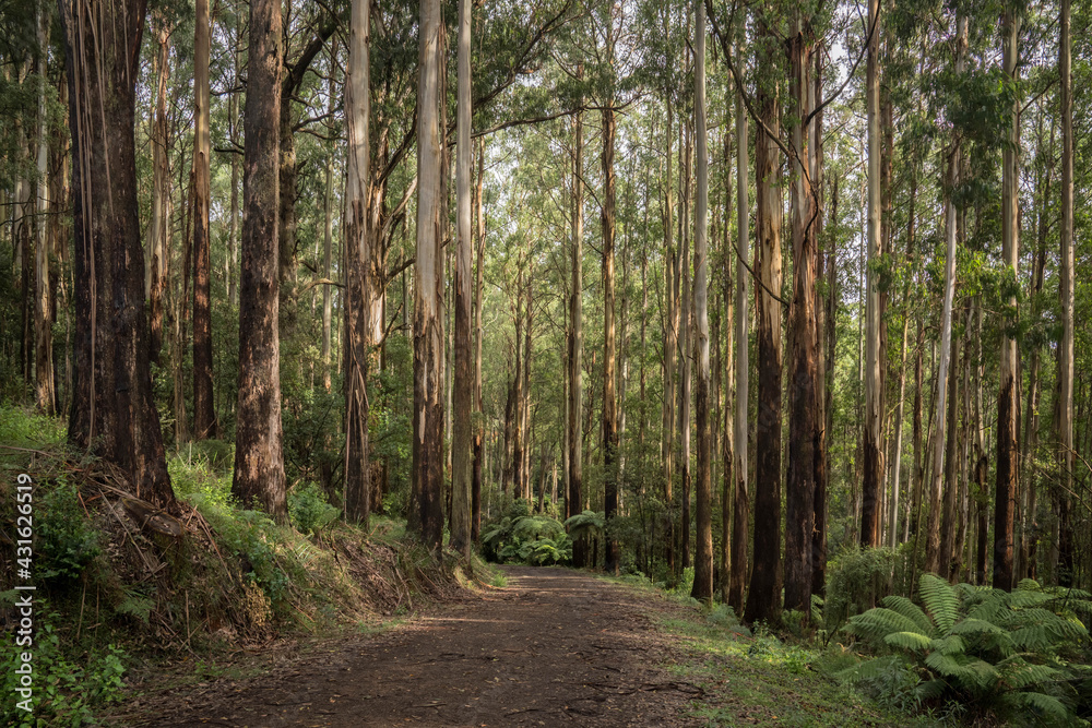 Obraz premium footpath in the forest