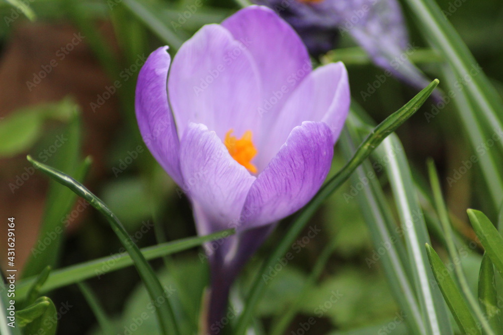 Obraz premium spring crocus flowers