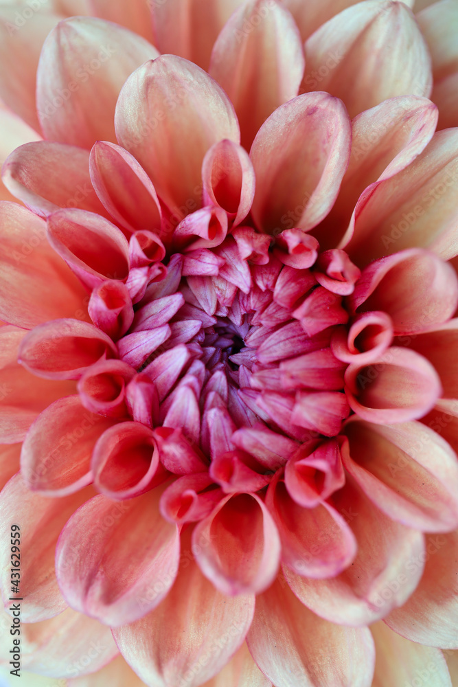 Close up of the center of a pale orange and pink dahlia flower. Close up of the center of a pale orange and pink dahlia flower.