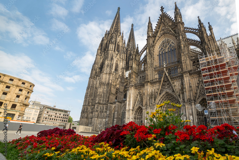 Fototapeta premium Flower bed in the background Cathedral of Saint Peter, Catholic cathedral in Cologne