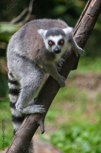 lemur on tree