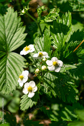 Beautiful summer background of flowering strawberry bushes.