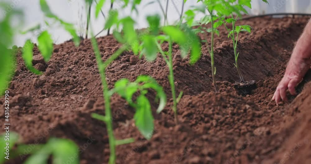 Farmer hands planting a tomatoes seedling in greenhouse. Organic farming and spring gardening. Farmer hands planting a tomatoes seedling in greenhouse. Organic farming and spring gardening.