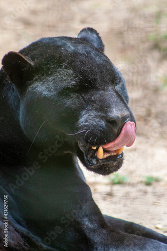 Black Jaquar
