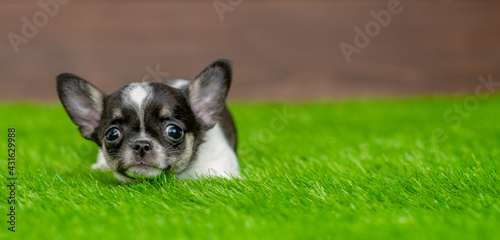 Cute Chihuahua  puppy lying on green summer grass and looking at camera. Empty space for text