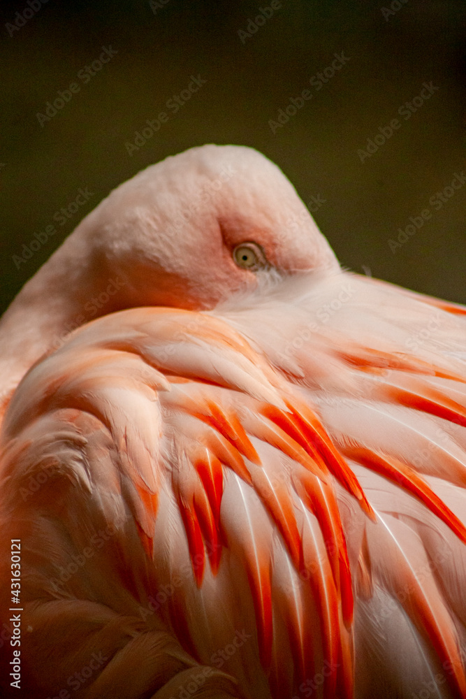 Fototapeta premium pink flamingo portrait
