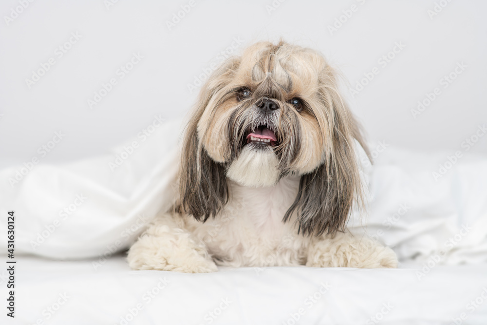 Shih tzu puppy lies under white blanket on a bed at home