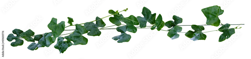 Vine plant ivy isolated on white background. Clipping path