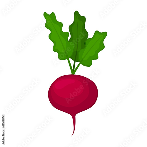 Red radish in cartoon style. Healthy vegetables. Vector illustration is isolated on white background.
