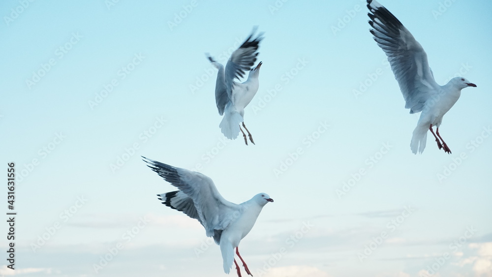 Obraz premium seagull in the sky