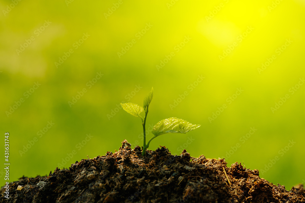 Small tree. Young plant growing with sunlight in the  morning. Earth day concept. Seedling growing.