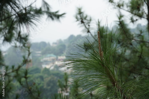 pine tree in the forest background
