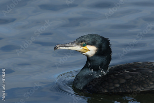 A Cormorant, Phalacrocorax carbo, swimming on a lake diving down into the water hunting for fish.