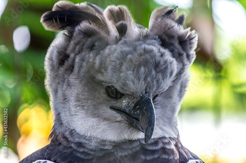 Photography Close-up three quarter portrait of a harpy eagle