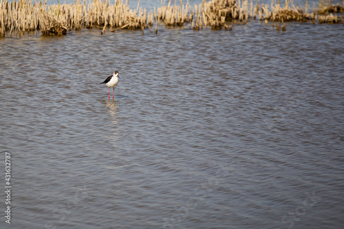 A couple of tiny white and black wild birds walking on water while fishing on a blue lagoon in Delta de l'Ebre, Catalonia