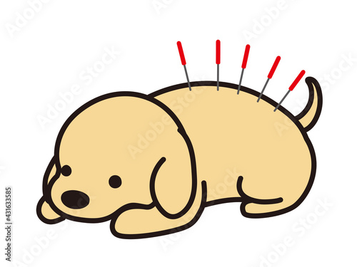 鍼治療を受ける犬　レトリーバー