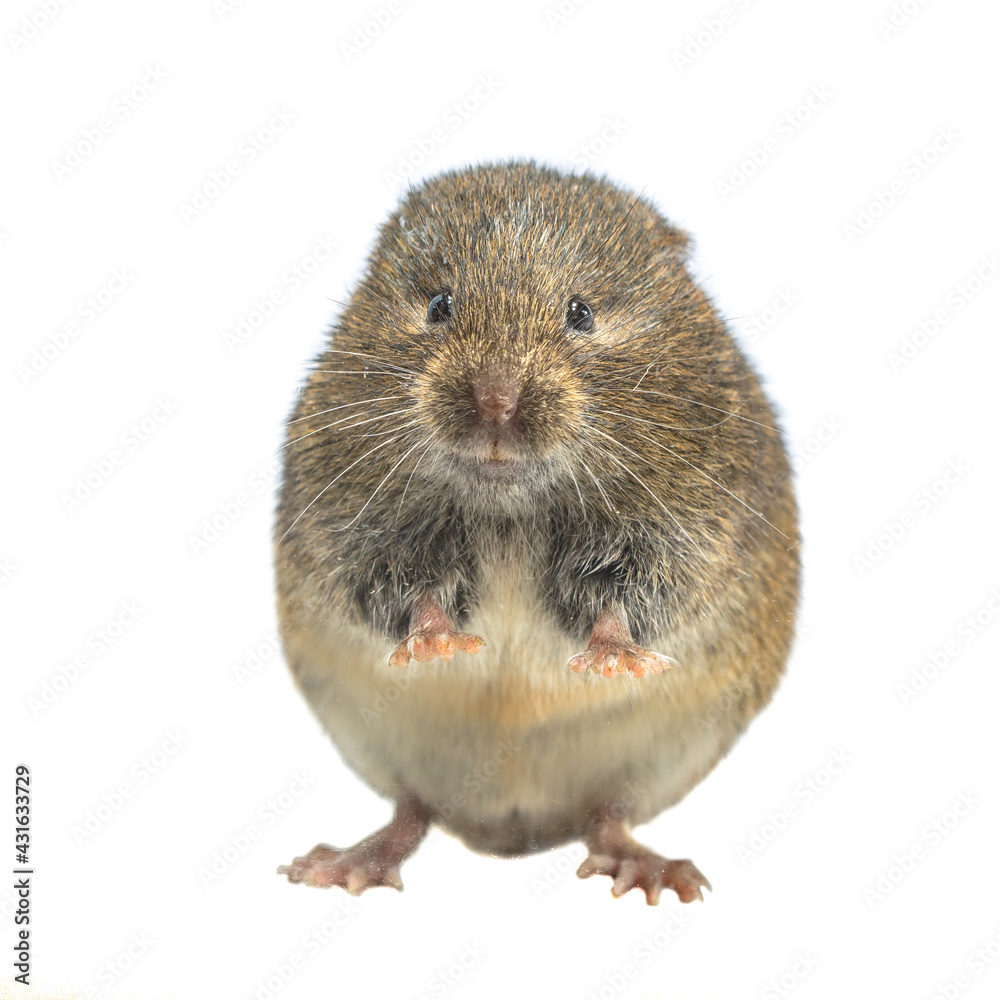 Field vole standing on hind leg on white background Field vole standing on hind leg on white background