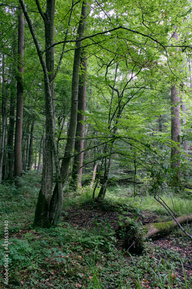 Obraz premium Alder tree deciduous stand