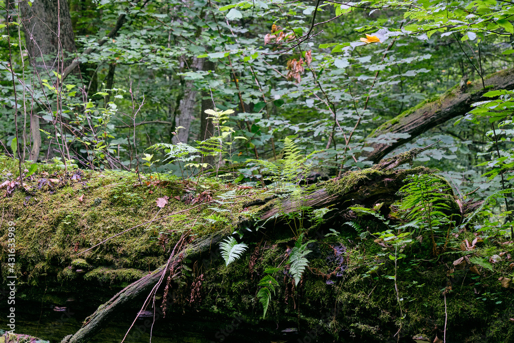 Obraz premium Deciduous stand with two broken oak trees lying
