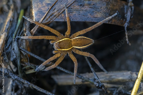 Great raft spider photo