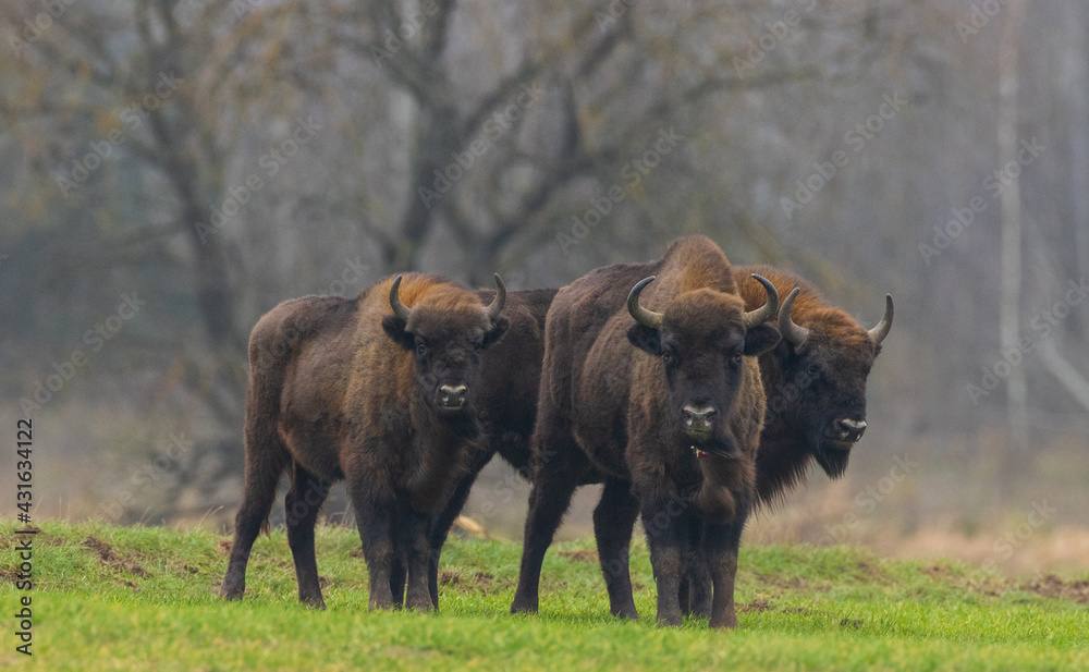 European Bison herd in snowless winter European Bison herd in snowless winter
