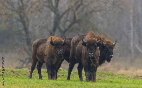 European Bison herd in snowless winter