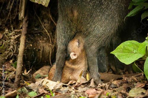 A new-born peccary suckles milk from its mother photo