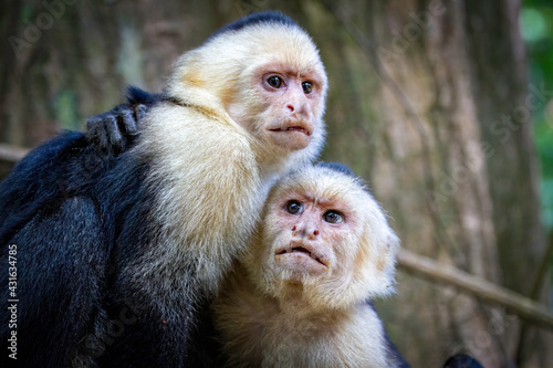 A couple of white-faced monkeys jug with each other photo