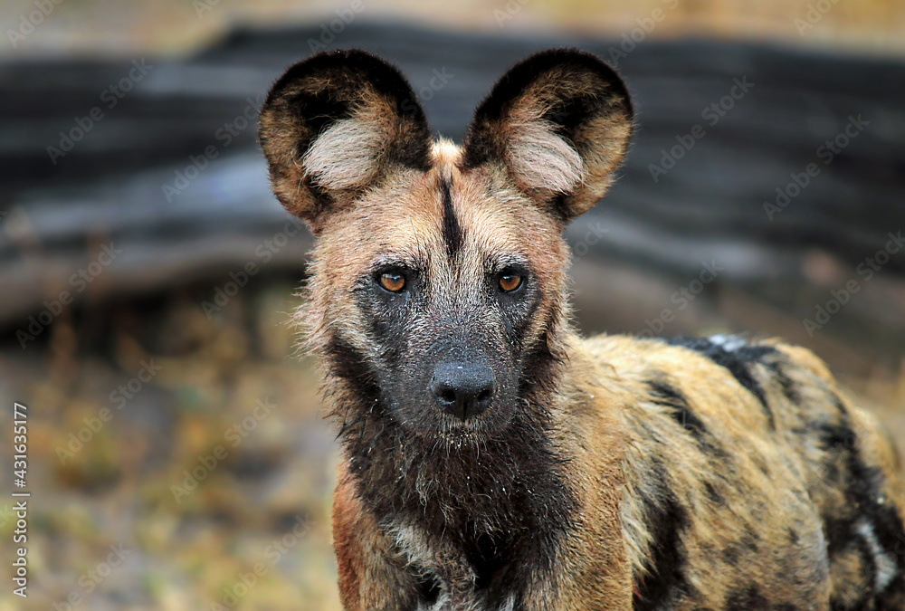 African wild dog (Lycaon pictus) African wild dog (Lycaon pictus)