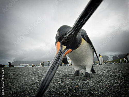 King Penguin (Aptenodytes patagonicus) chomping on the camera photo