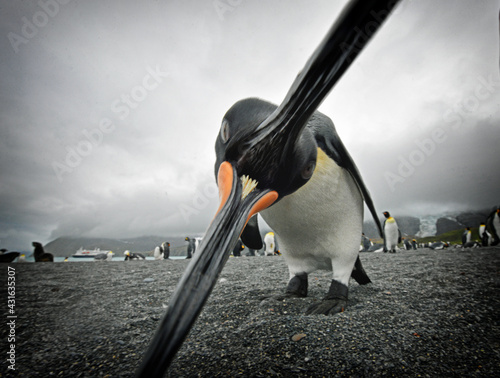 King Penguin (Aptenodytes patagonicus) chomping on the camera