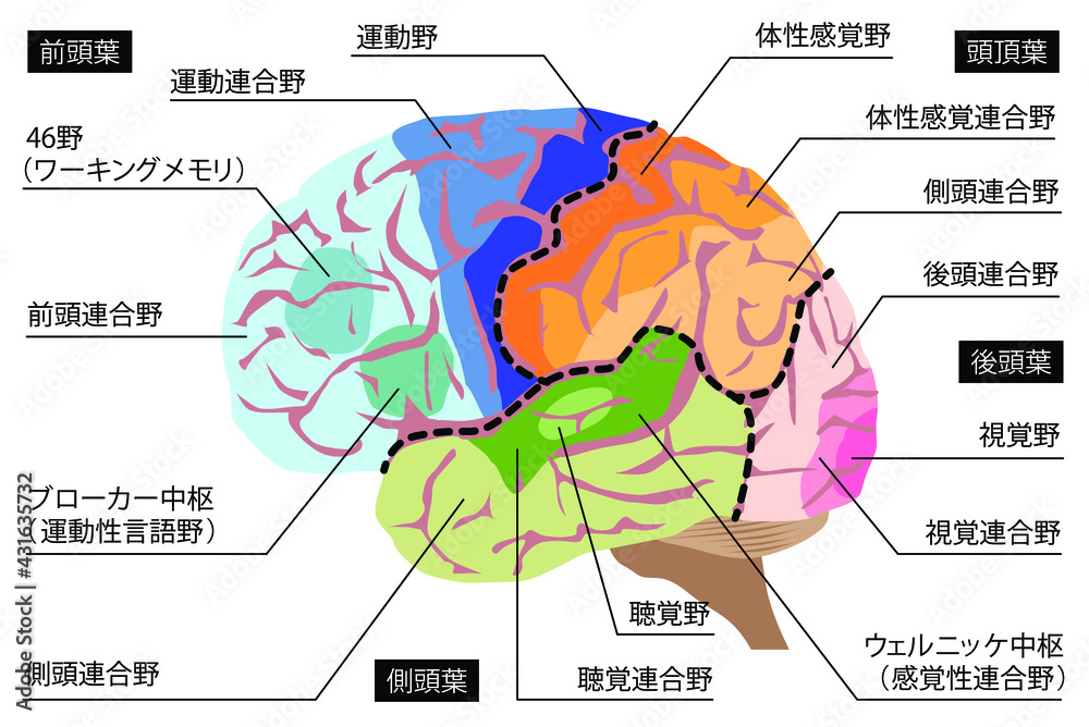 人間の脳の構造のイラスト